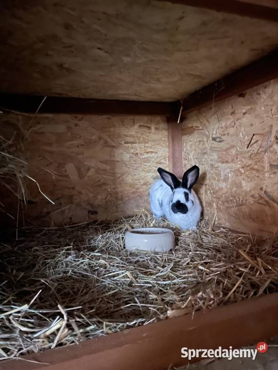 Królik srokacz samiec Żyrowa