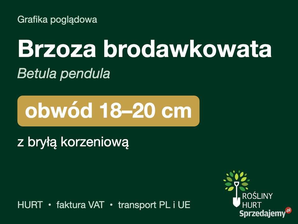 Brzoza brodawkowata Betula pendula obwód 1820 z Liściaste