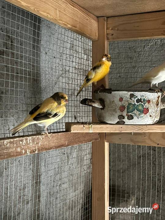 Sprzedam parę kanarków z tego roku Pleszew