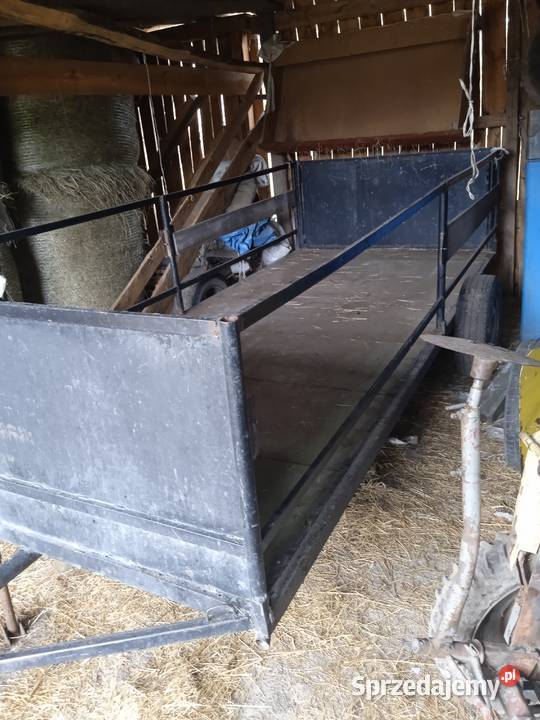 Siano kostkująca Mzurowa