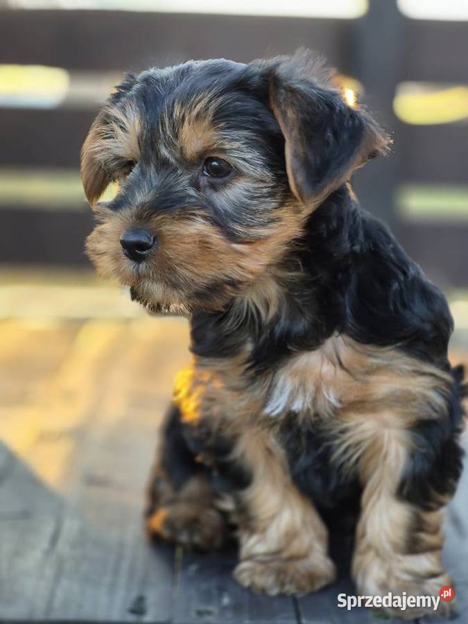 York Pies szczeniak Klecie