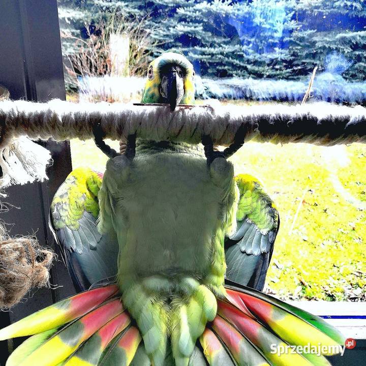 Papuga Amazonka Niebieskoczelna Kocmyrzów sprzedam