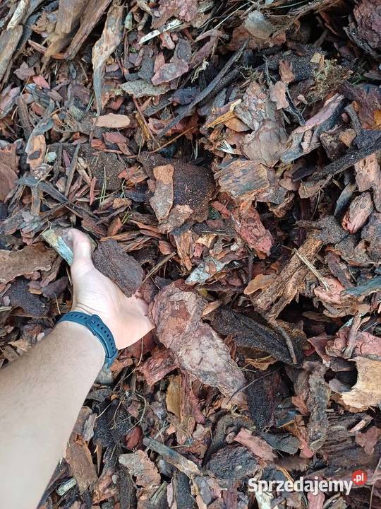 Kora sosnowa Dąbrowa Tarnowska sprzedam