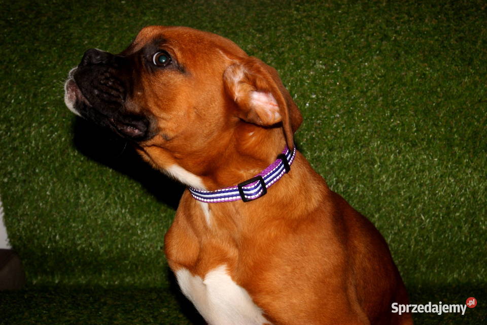 Piesek DANY Bokser z hodowli Family Bokser Łęczna