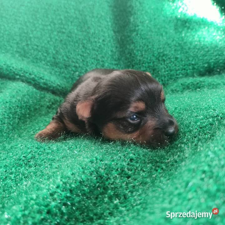 Pieski Yorkshire terrier do rezerwacji Łążynek