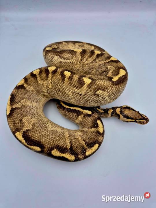 Pyton królewski Python Regius NOWE CENY Kobielice