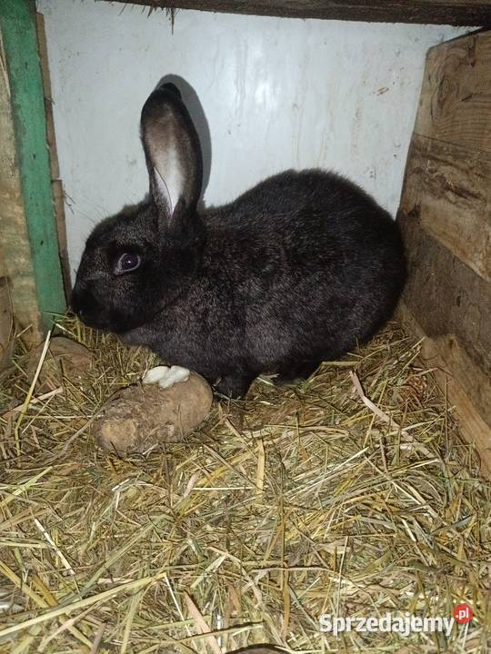 Króliki 8 miesięczne