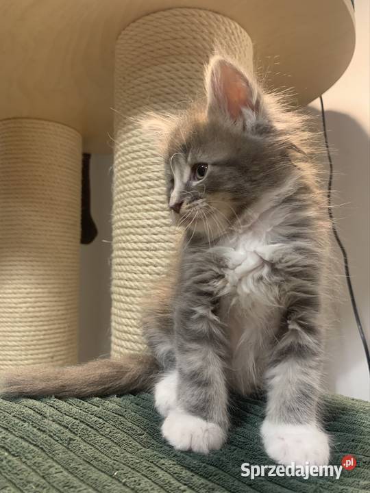 Maine Coon Srebno Biały Pręgowany szarobiały mazowieckie Warszawa sprzedam