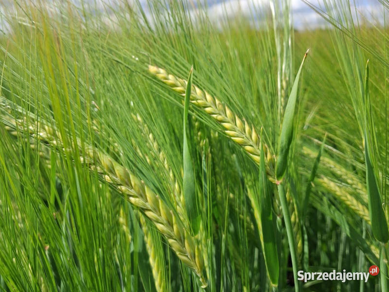 Jęczmień jary Florence Top Farms Nowość Żuromin