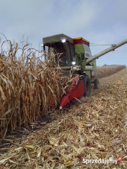 Fortschritt e514 MDW kombajn heder 42m Sośno