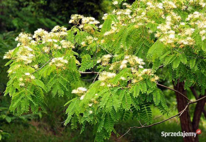 ALBICJA PROCERA Albizia procera NASIONA 100g Lubanie