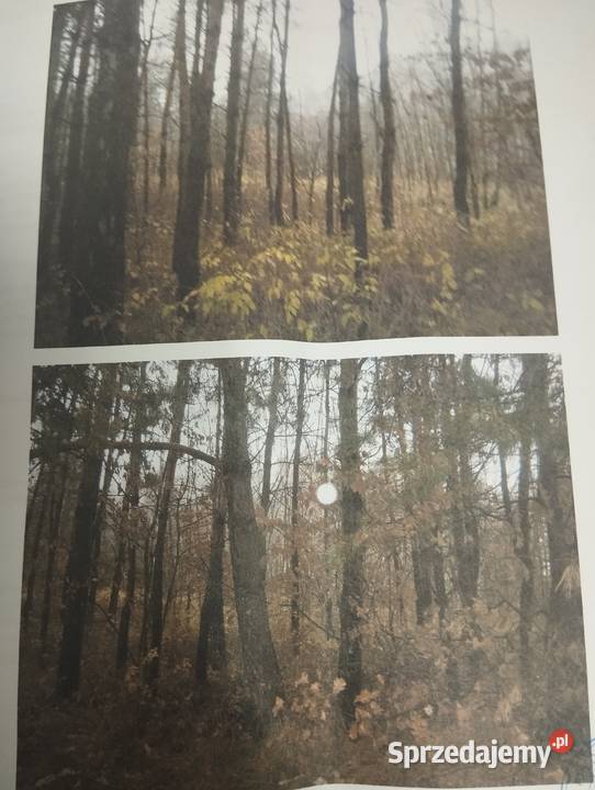 Las Sosnowo debowy podkarpackie Trzebownisko sprzedam