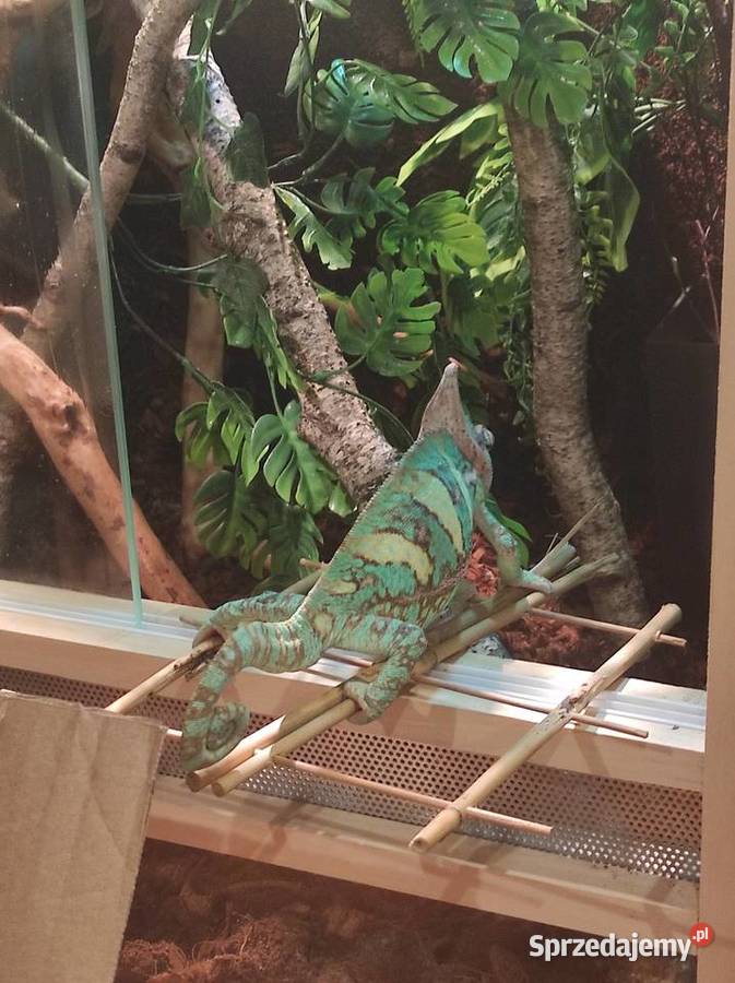 Kameleon jemeński samiec z terrarium lubelskie Lublin