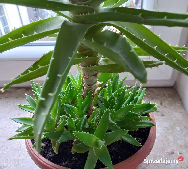 Aloes sukulent kaktus