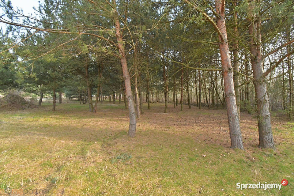 Ogłoszenie działka Miłoszyce Bzowa 1197m2 utwardzona