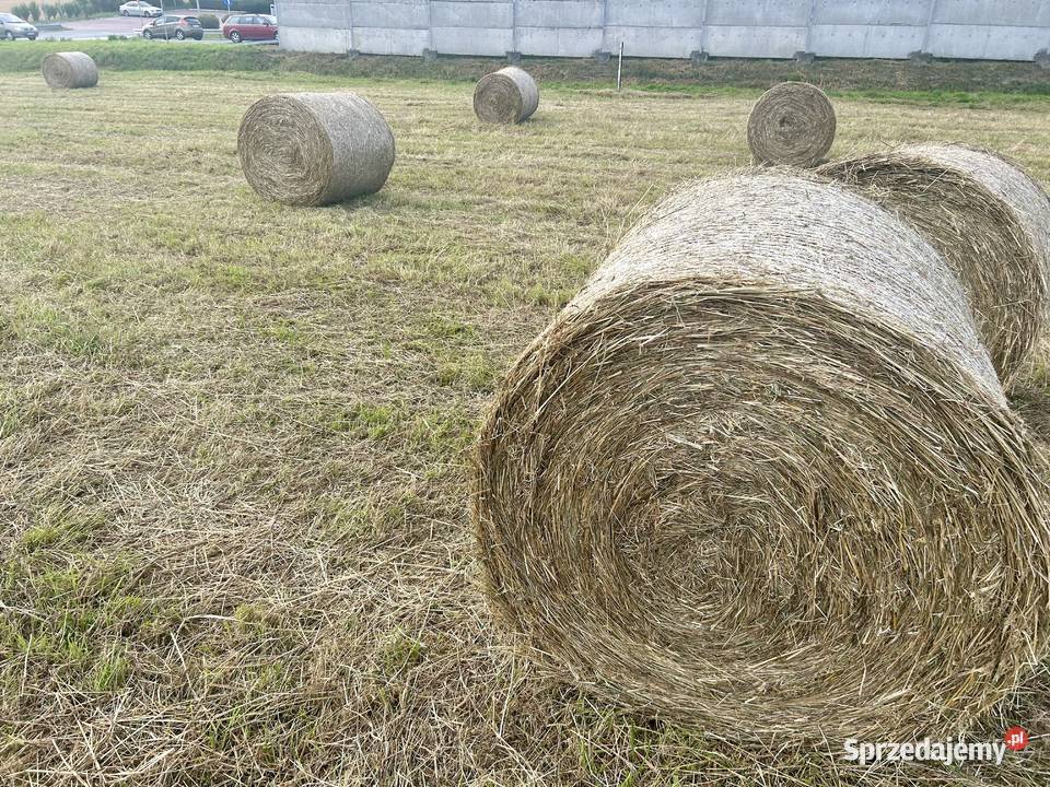 Siano 120x125 sezon 2024 Transport Bochnia