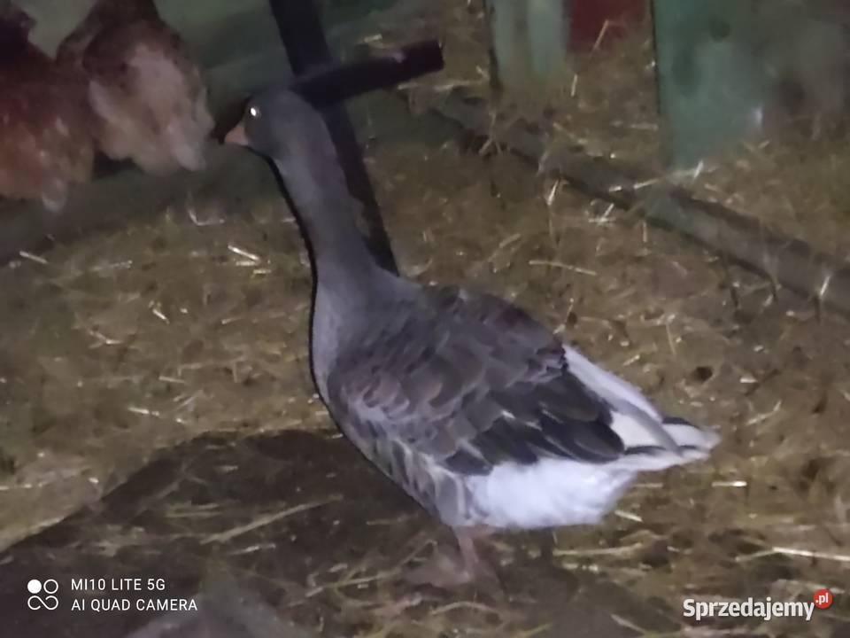 Gęś szara Gorzkowice - Sprzedajemy.pl