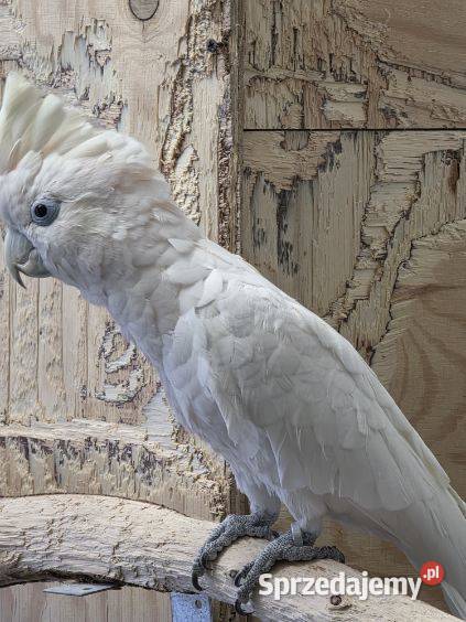 Kakadu salomonskie samiec śląskie Częstochowa