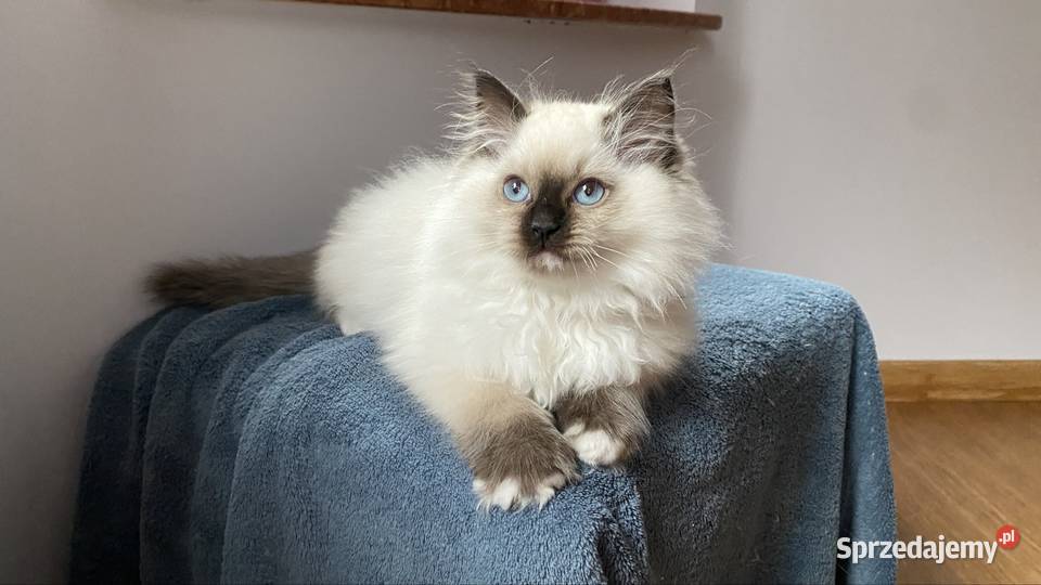 Kotki ragdoll gotowe do wydania FPL