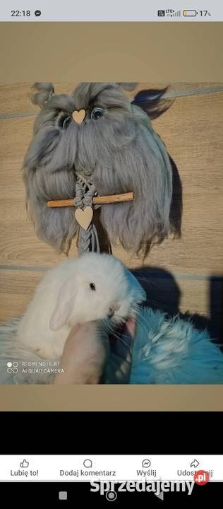 Mini lop karzełek Teddy lewek mini rex króliki Krosno