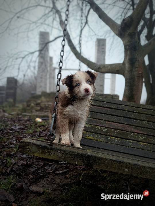 Border collie szczeniaki lubelskie Hrubieszów sprzedam