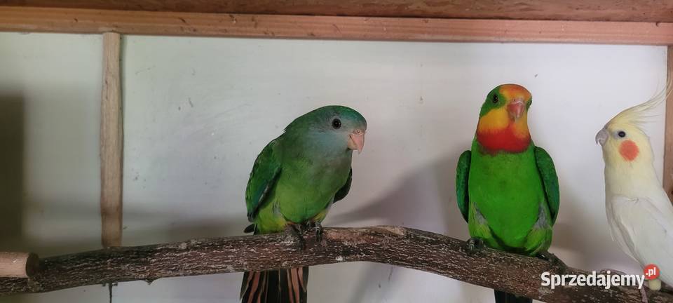 Para papug baraband Wieliczka