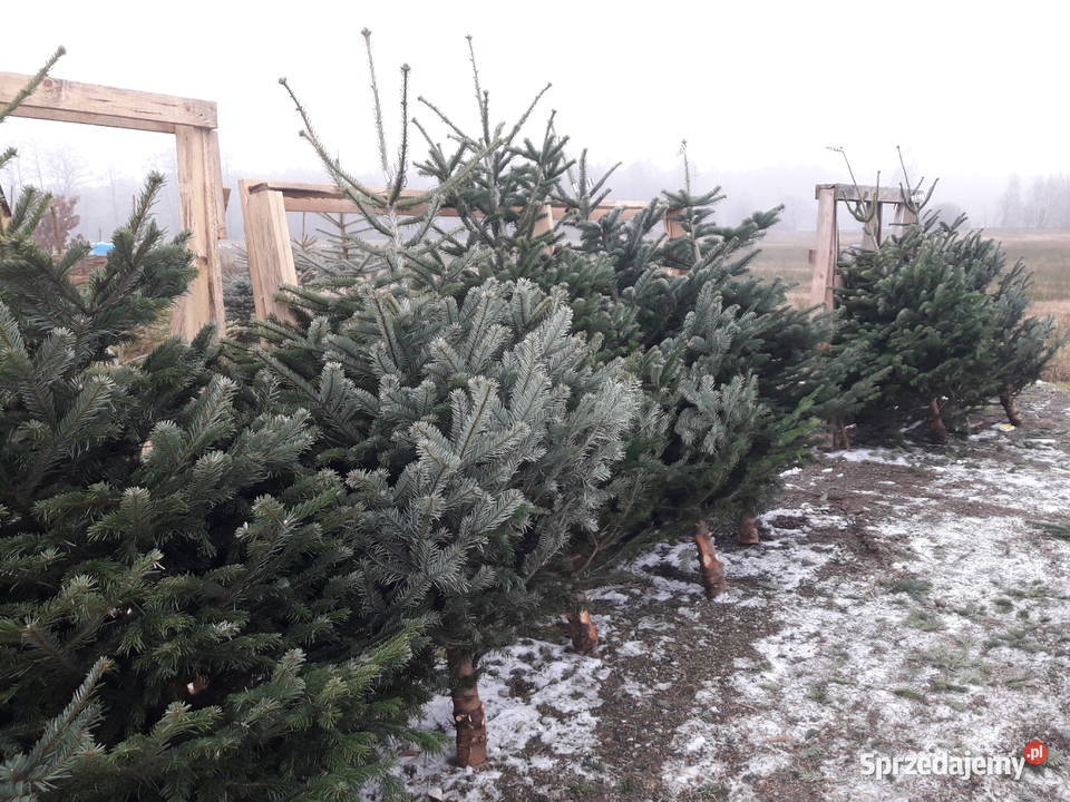 Choinki świerk Hurt Ogród mazowieckie Tłuszcz