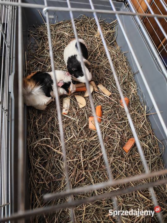 Sprzedam świnki morskie Wólka Zastawska