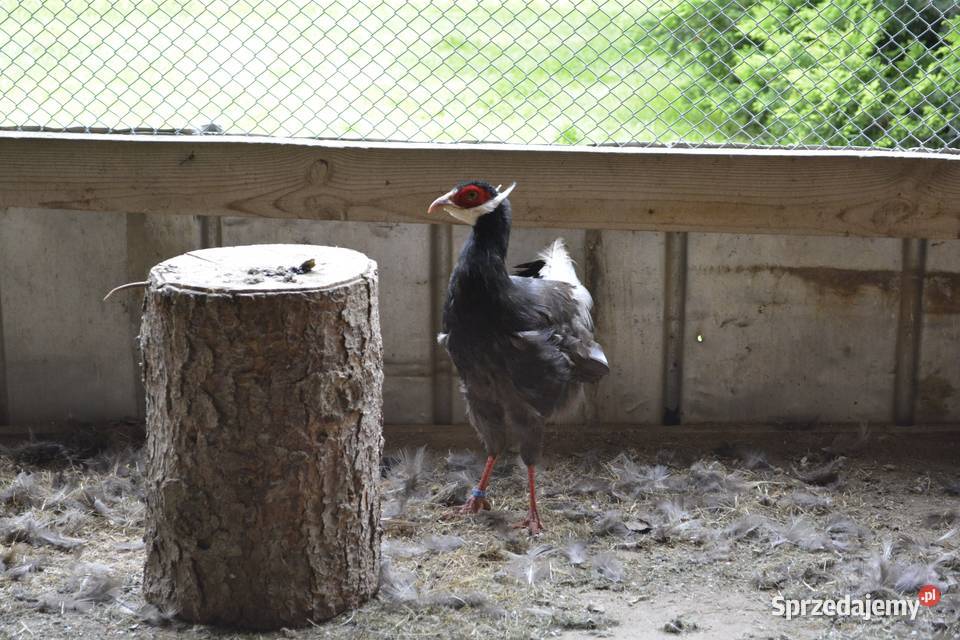 Bażanty uszaki brunattne Rzeszów