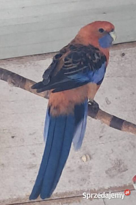 Rozelle Królewskie PARA Bochnia