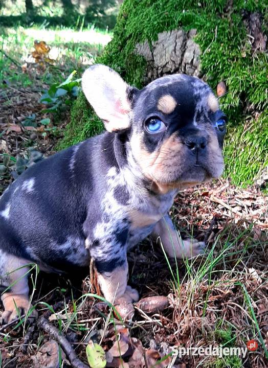 Buldog francuski suczka Pabianice