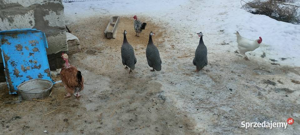 Samce perliczki Tokarówka