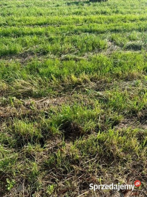 Działka budowlana morzem Sianożęty Sprzedaż Sprzedaż zachodniopomorskie Ustronie Morskie