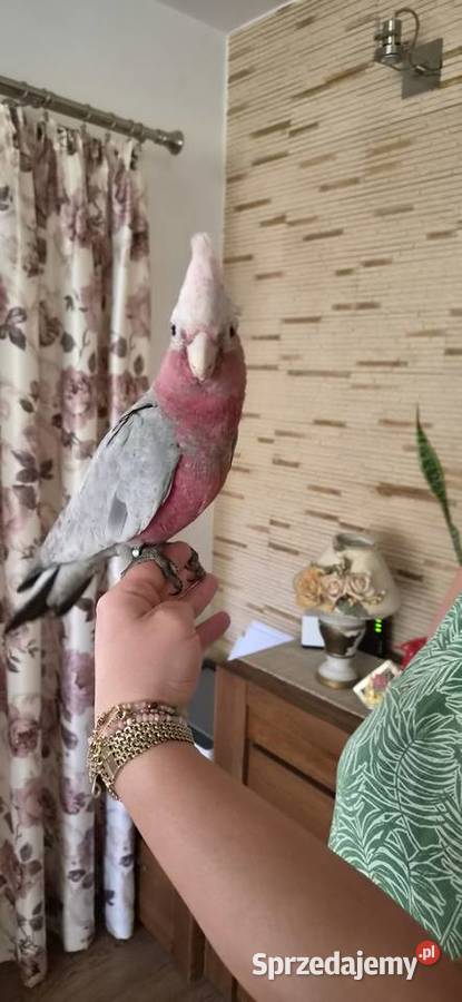 Kakadu ręcznie karmione oswojone pupile