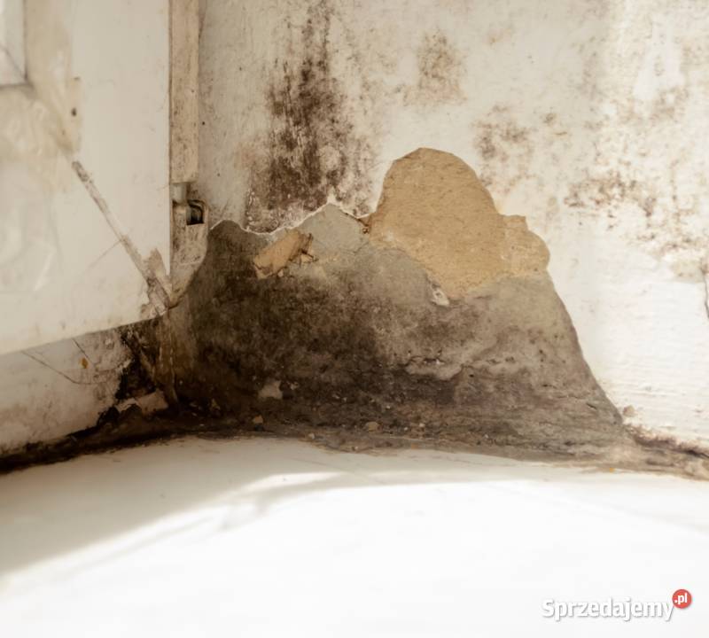 Dezynfekcja miejsca tragedii Chełmża Vector