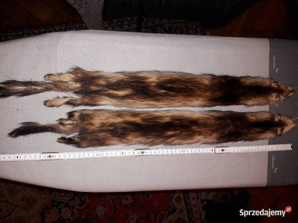 skórki 2 norek do wyprawy małopolskie Chrzanów