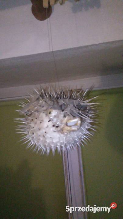 Ryba rozdymka spreparowana Warszawa