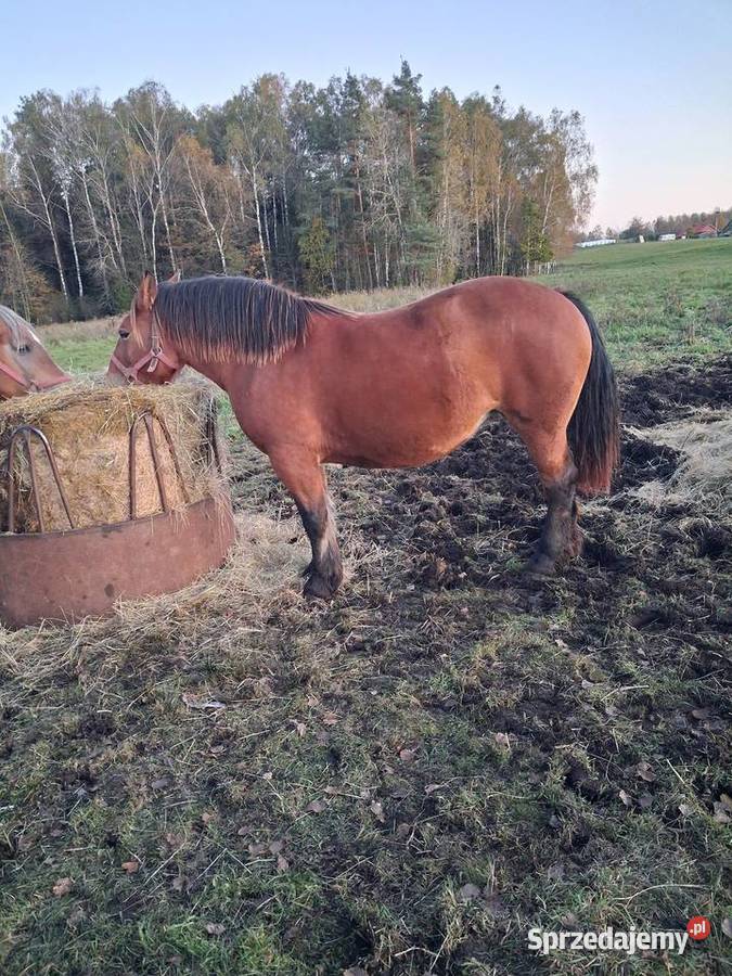 Sprzedam klacz pkz źrebna Węgój
