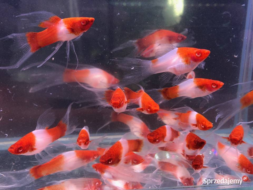 Mieczyk Koi Lira