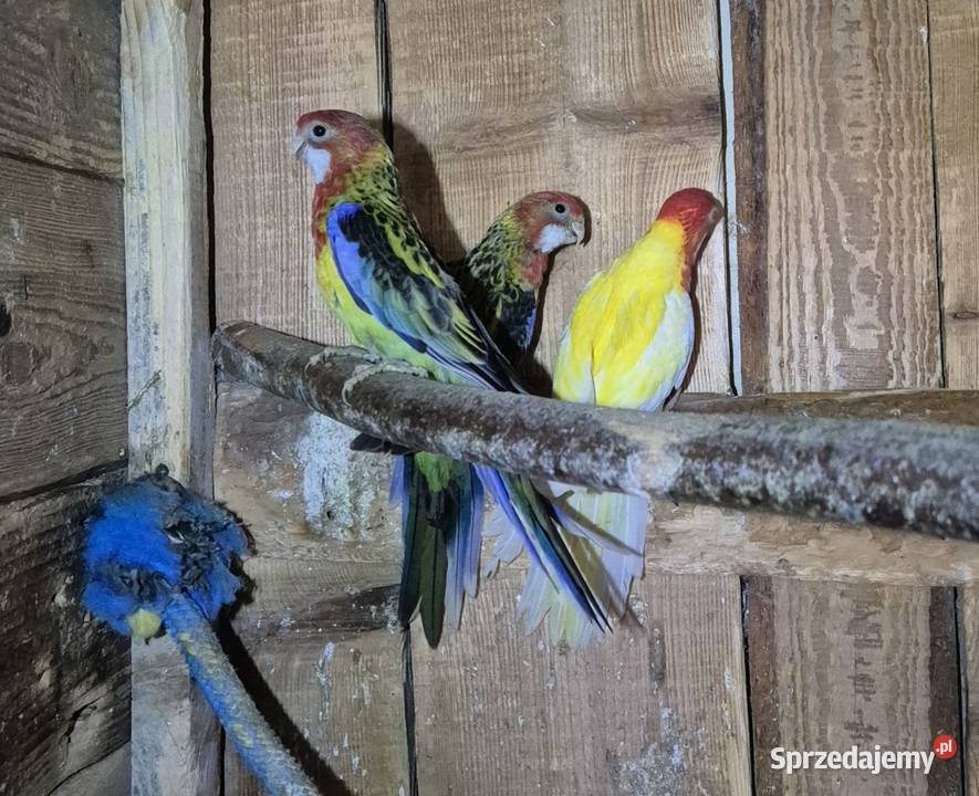 Papugi rozele Szufnarowa sprzedam