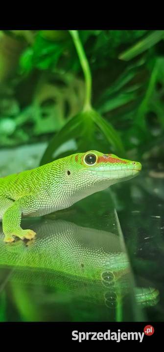 Felsuma madagaskarska sprzedam