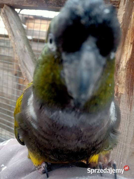 Patagonka oswojona Brusy