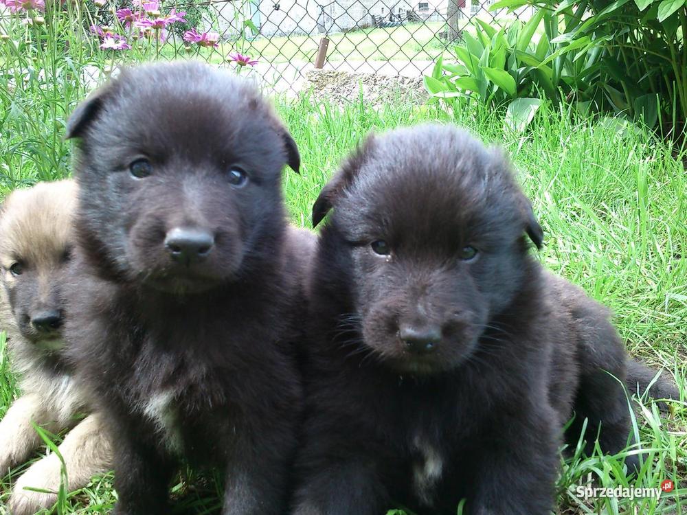 Owczarek Belgijski szczeniaki 100 Toruń sprzedam