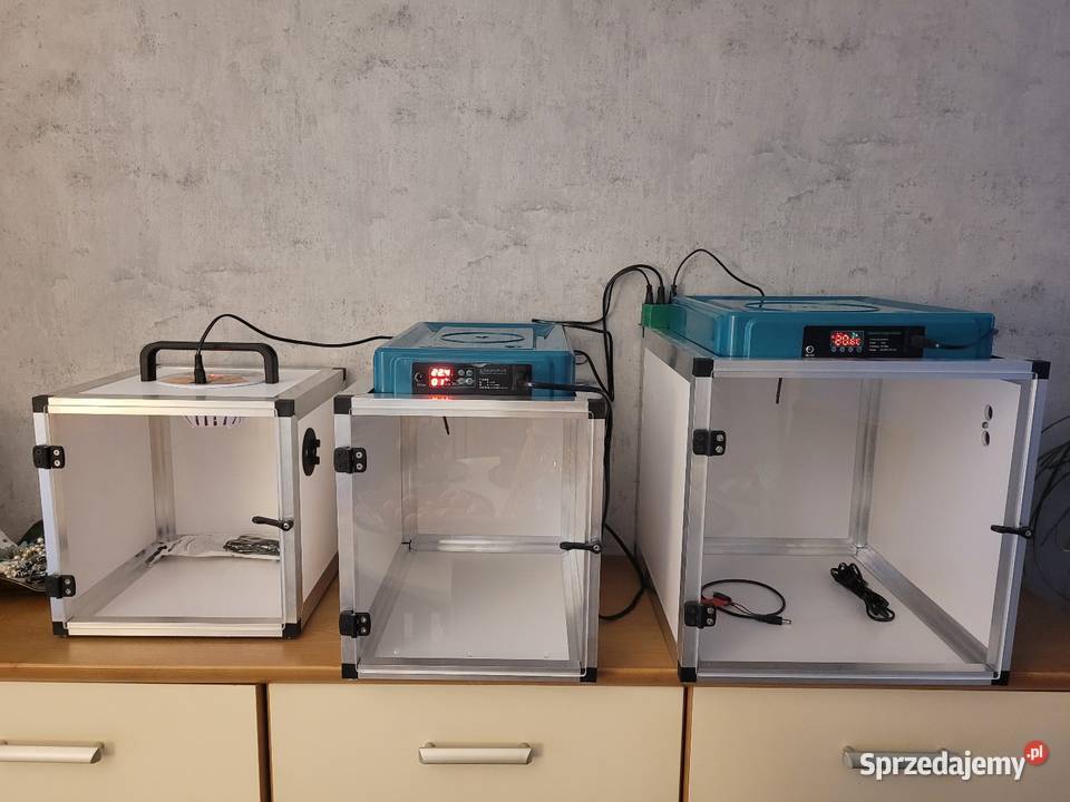 Odchowalnik papug Kościan