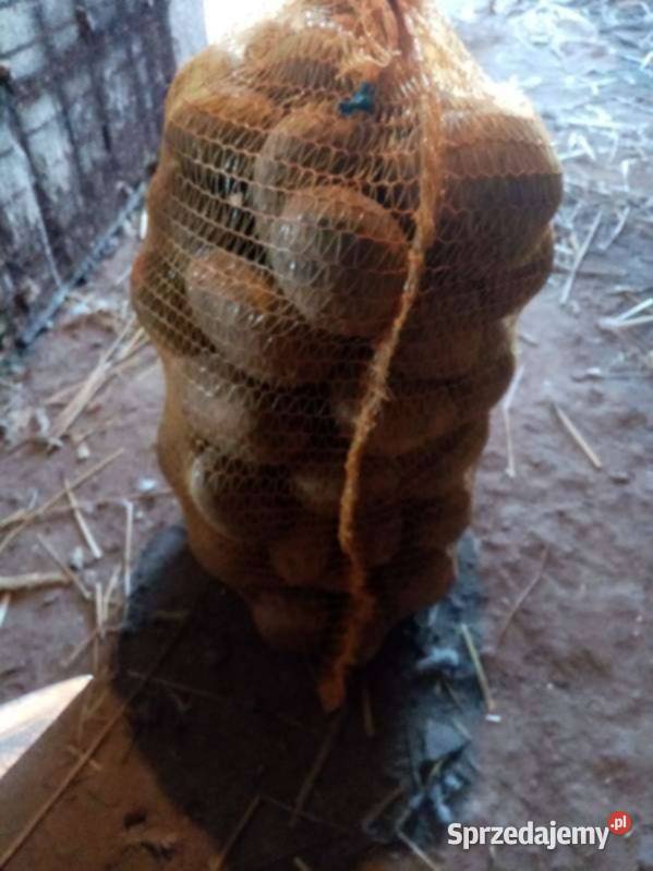 Ziemniaki jadalne odmiana Connect Działoszyce sprzedam