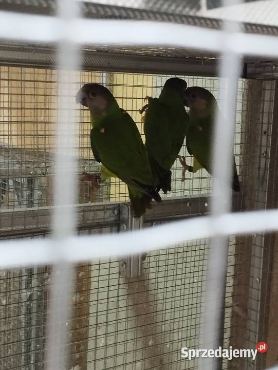 Afrykanki senegalskie 2025 podkarpackie Jasło