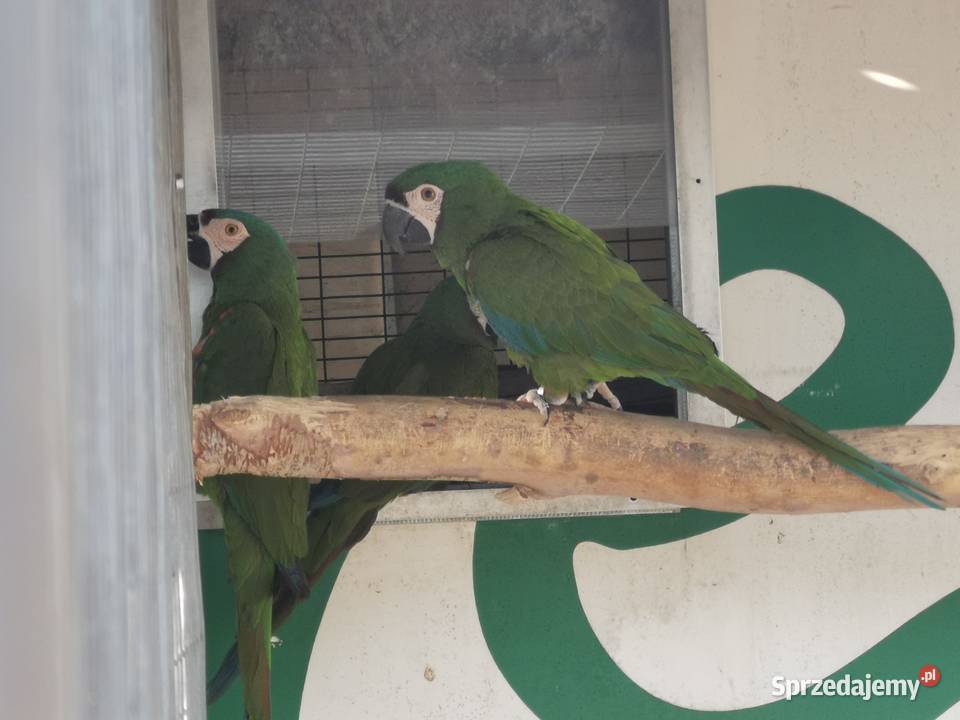 Ara Marakana Ary Marakana 2022r Para Grodzisk Wielkopolski