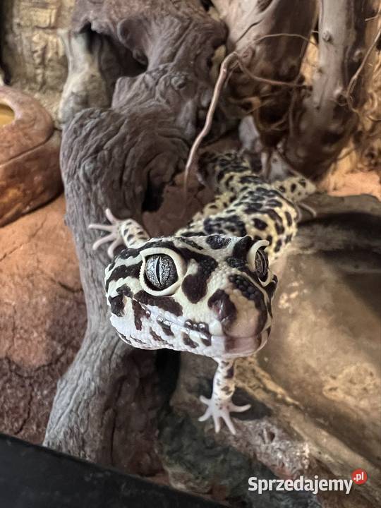 Gekon terrarium i całe wyposażenie Gady i płazy Ruda Śląska sprzedam