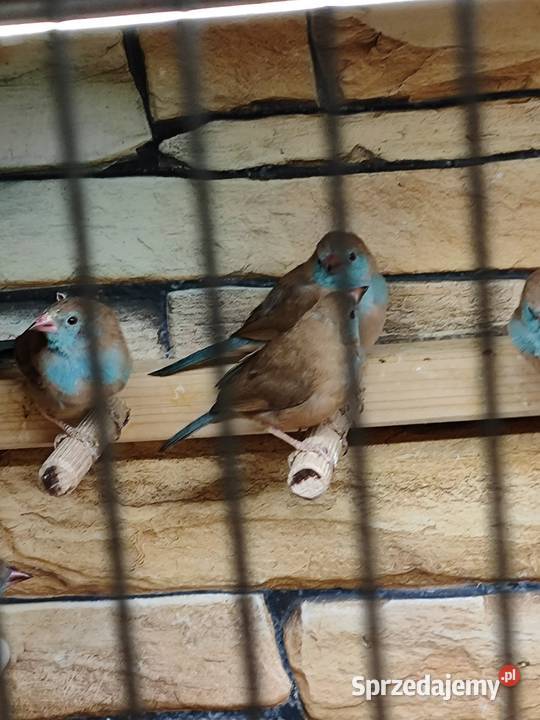 Motylik krasnouchy Astryld Astryldy para Myślenice