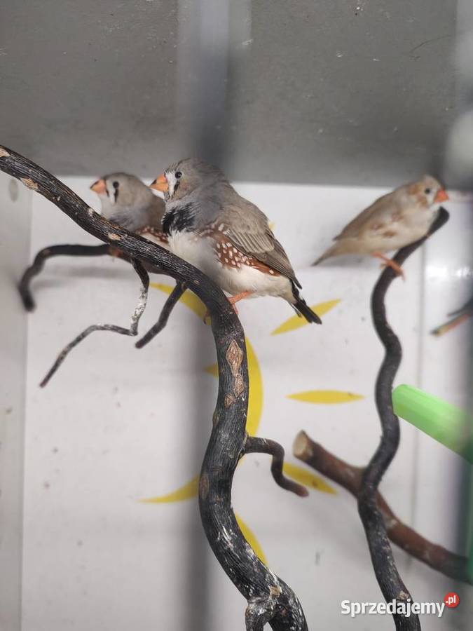 Zeberki amadyny zebrowate Tarnów